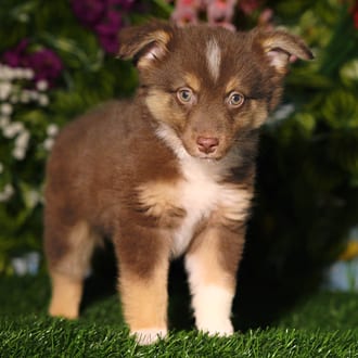 Rambo, a male Mini Australian Shepherd puppy for sale at Blue Sky Puppies Orlando FL