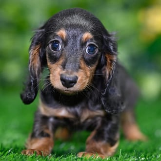 Cisco puppy images