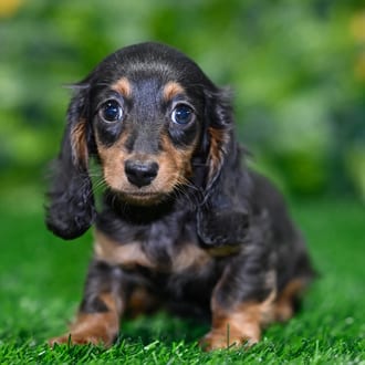Cisco puppy images