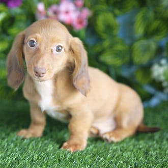 Knox, a male Mini Dachshund puppy for sale at Blue Sky Puppies Orlando FL