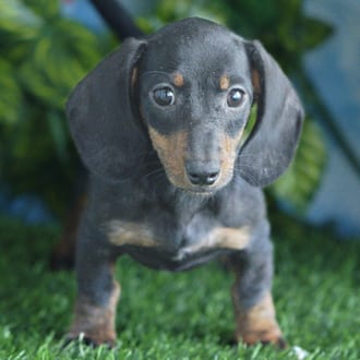Sebastian, a male Mini Dachshund puppy for sale at Blue Sky Puppies Orlando FL