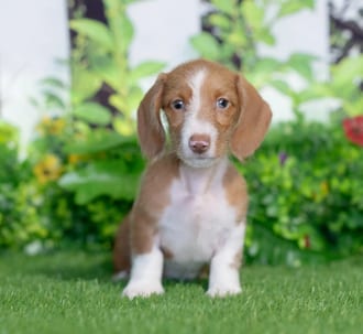 Chica puppy images
