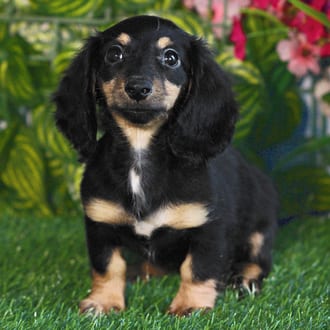 Gia, a female Mini Dachshund puppy for sale at Blue Sky Puppies Orlando FL