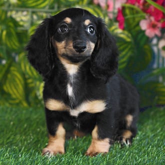Gia, a female Mini Dachshund puppy for sale at Blue Sky Puppies Orlando FL