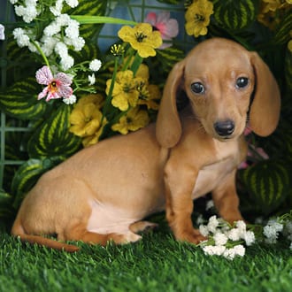 Ashby, a male Mini Dachshund puppy for sale at Blue Sky Puppies Orlando FL
