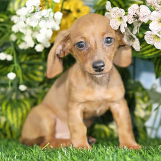 Kenna, a female Mini Dachshund puppy for sale at Blue Sky Puppies Orlando FL