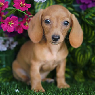 Qunita, a female Mini Dachshund puppy for sale at Blue Sky Puppies Orlando FL