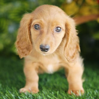 Jazzy, a female Mini Dachshund puppy for sale at Blue Sky Puppies Orlando FL