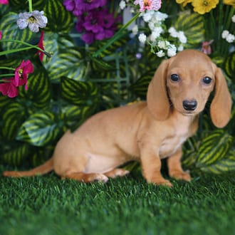 Dahlia, a female Mini Dachshund puppy for sale at Blue Sky Puppies Orlando FL