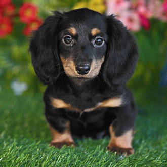 Crawford, a male Mini Dachshund puppy for sale at Blue Sky Puppies Orlando FL