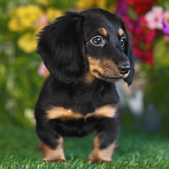 Crawford, a male Mini Dachshund puppy for sale at Blue Sky Puppies Orlando FL