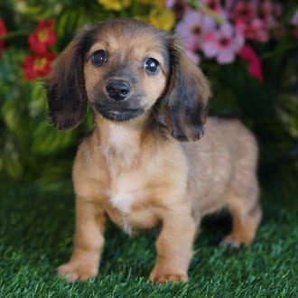 Lucky, a female Mini Dachshund puppy for sale at Blue Sky Puppies Orlando FL