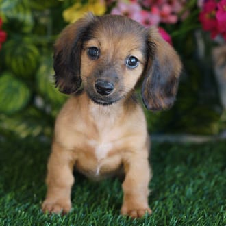 Lucky, a female Mini Dachshund puppy for sale at Blue Sky Puppies Orlando FL