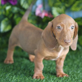 Addison, a female Mini Dachshund puppy for sale at Blue Sky Puppies Orlando FL