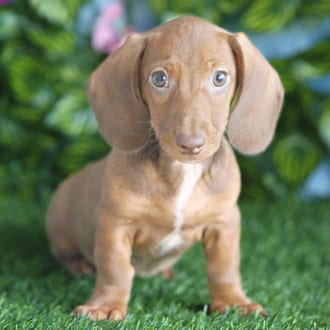 Addison, a female Mini Dachshund puppy for sale at Blue Sky Puppies Orlando FL