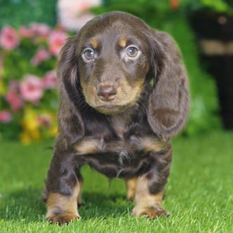 Finn, a male Mini Dachshund puppy for sale at Blue Sky Puppies Nashville TN