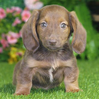 Piper, a male Mini Dachshund puppy for sale at Blue Sky Puppies Nashville TN