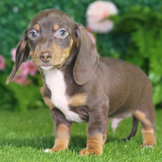 Corky, a male Mini Dachshund puppy for sale at Blue Sky Puppies Nashville TN