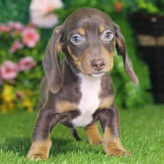 Corky, a male Mini Dachshund puppy for sale at Blue Sky Puppies Nashville TN