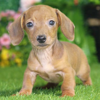 Easton, a male Mini Dachshund puppy for sale at Blue Sky Puppies Nashville TN