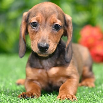 Kingston puppy images