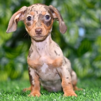 Finn puppy images