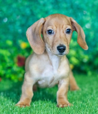 Darius puppy images