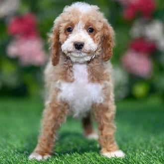 Oreo puppy images
