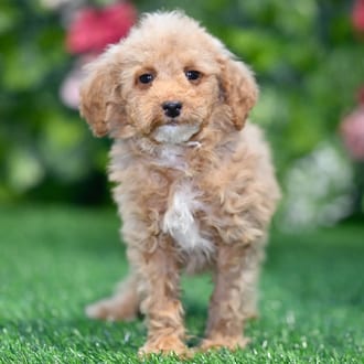 Camilla puppy images