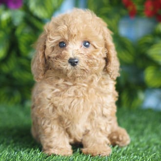 Sassy, a female Mini Poodle puppy for sale at Blue Sky Puppies Orlando FL