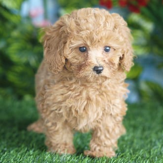 Sassy, a female Mini Poodle puppy for sale at Blue Sky Puppies Orlando FL