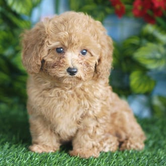 Sassy, a female Mini Poodle puppy for sale at Blue Sky Puppies Orlando FL