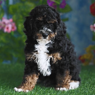 Denali, a male Mini Poodle puppy for sale at Blue Sky Puppies Orlando FL