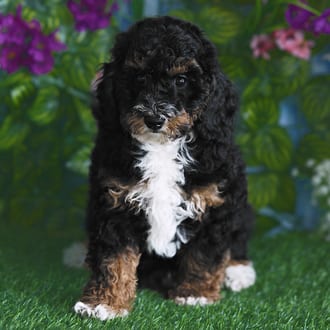 Denali, a male Mini Poodle puppy for sale at Blue Sky Puppies Orlando FL