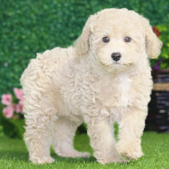 Champ, a male Mini Poodle puppy for sale at Blue Sky Puppies Nashville TN