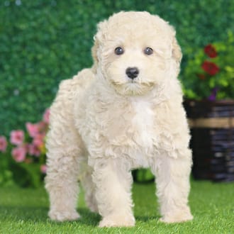 Champ, a male Mini Poodle puppy for sale at Blue Sky Puppies Nashville TN