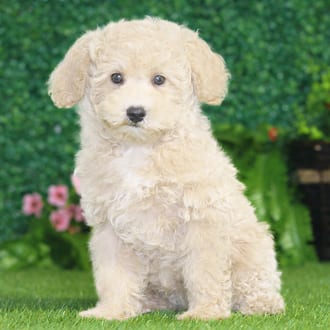 Champ, a male Mini Poodle puppy for sale at Blue Sky Puppies Nashville TN