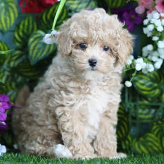 Gus, a male Mini Poodle puppy for sale at Blue Sky Puppies Orlando FL