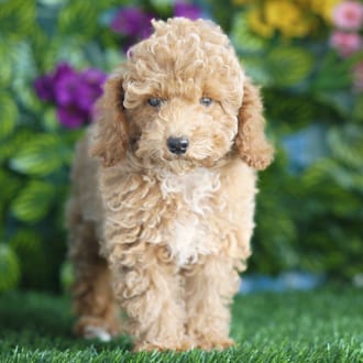 Socks, a male Mini Poodle puppy for sale at Blue Sky Puppies Orlando FL