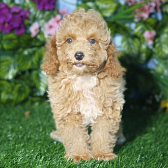 Socks, a male Mini Poodle puppy for sale at Blue Sky Puppies Orlando FL