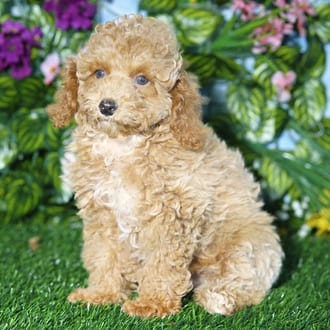 Socks, a male Mini Poodle puppy for sale at Blue Sky Puppies Orlando FL