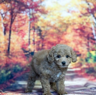 Otis, a male Mini Poodle puppy for sale at Blue Sky Puppies Nashville TN