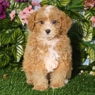 Brooks, a male Mini Poodle puppy for sale at Blue Sky Puppies Orlando FL