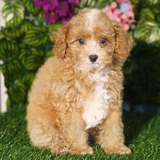 Brooks, a male Mini Poodle puppy for sale at Blue Sky Puppies Orlando FL