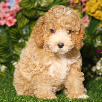 Beauty, a female Mini Poodle puppy for sale at Blue Sky Puppies Orlando FL