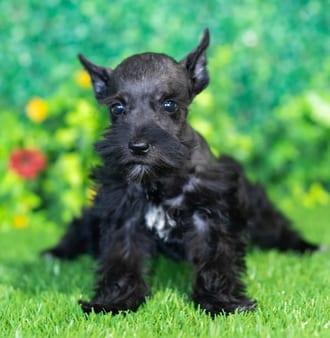 Hope puppy images