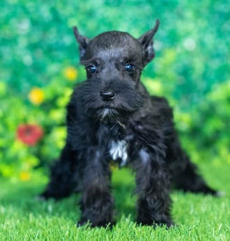 Hope puppy images