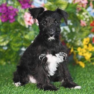 Nori, a female Mini Schnauzer puppy for sale at Blue Sky Puppies Orlando FL