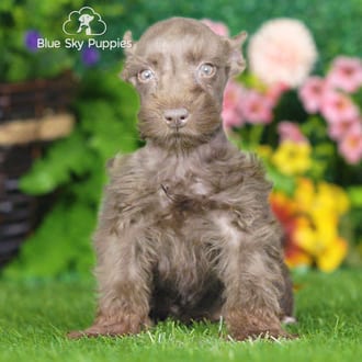 Vernon, a male Mini Schnauzer puppy for sale at Blue Sky Puppies Nashville TN