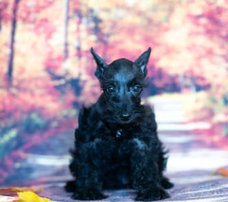 Cordelia, a female Mini Schnauzer puppy for sale at Blue Sky Puppies Nashville TN